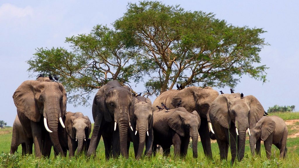 Wild animals in Murchison Falls National Park