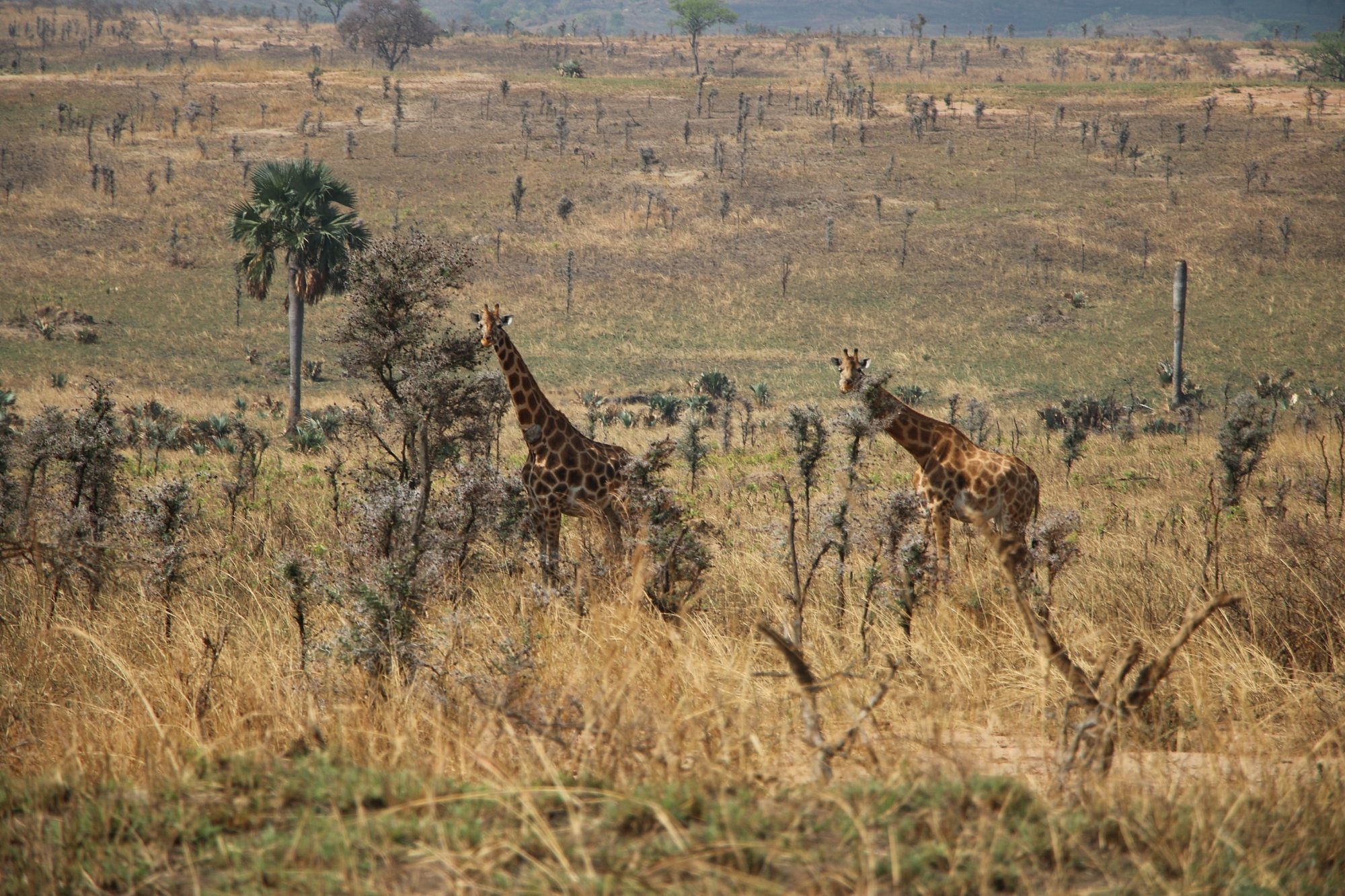 Wild animals in Murchison Falls National Park