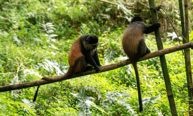 Golden monkey trekking safaris