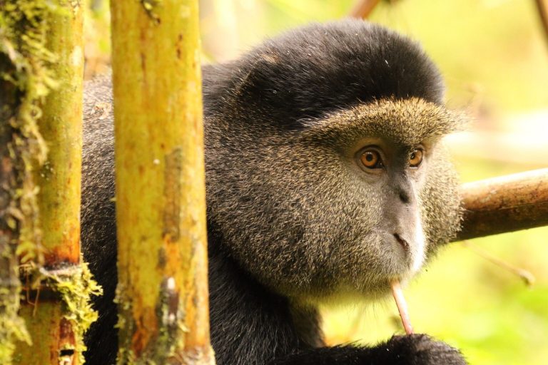 Gorilla trekking addons in Mgahinga