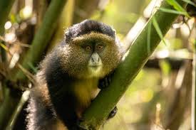 Golden monkey trekking in Volcanoes National Park
