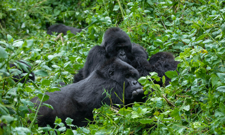 Tips for double gorilla trekking in Uganda