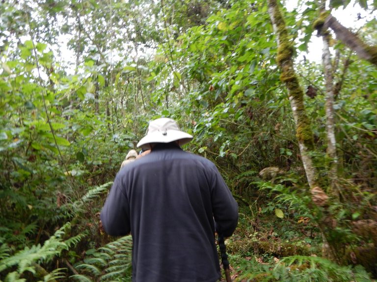 Gorilla Trekking in the Peak Season
