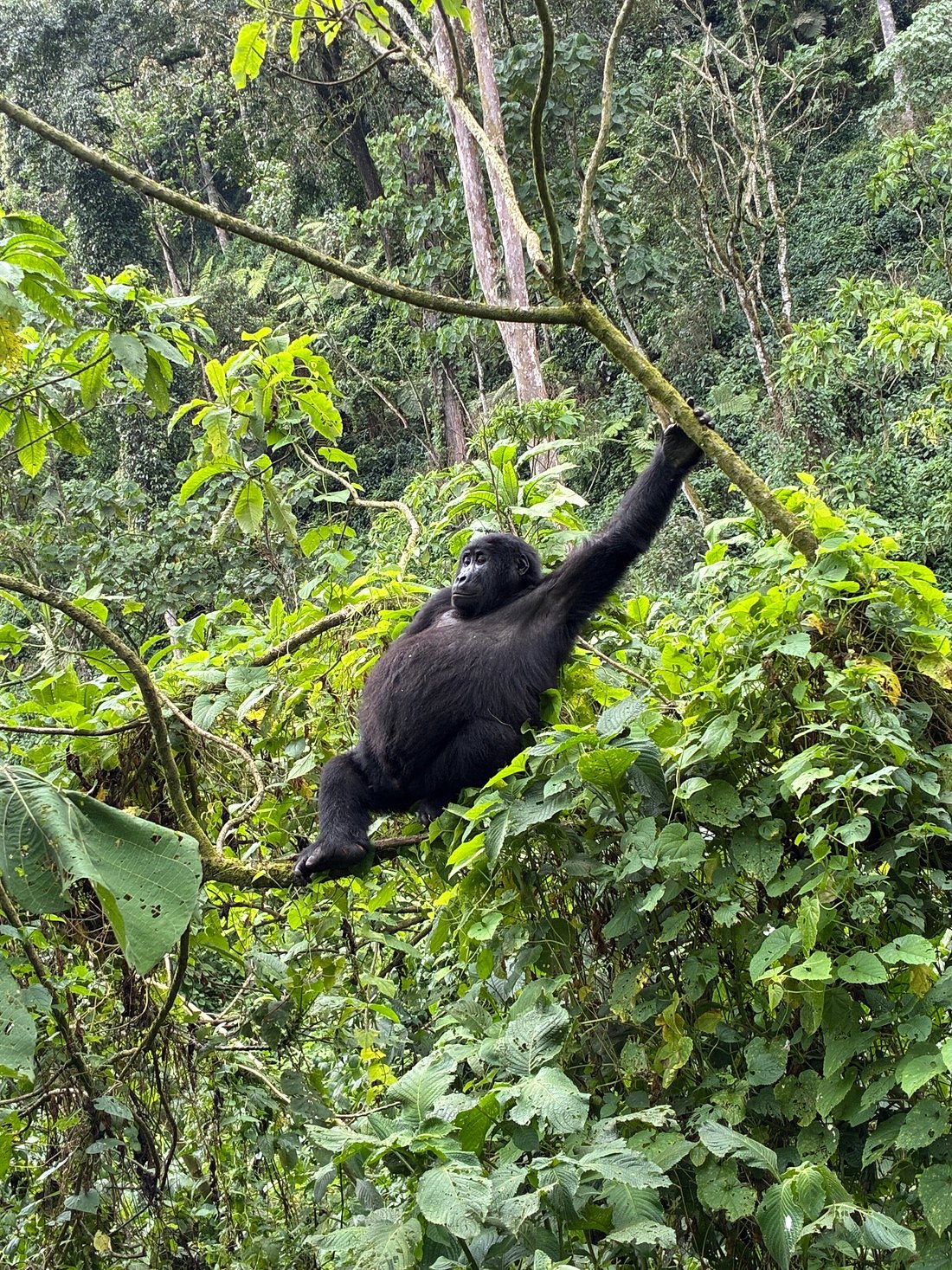 10 Days Uganda gorilla safari