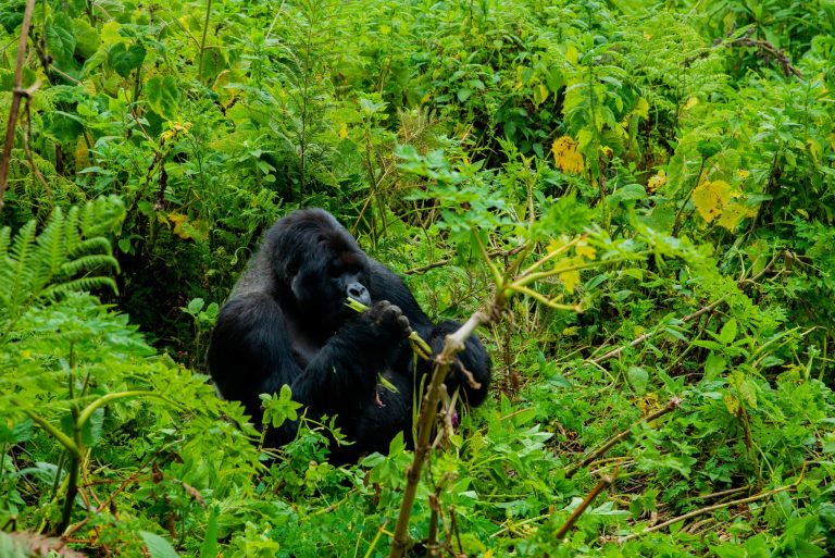Tips for Gorilla Trekking in February