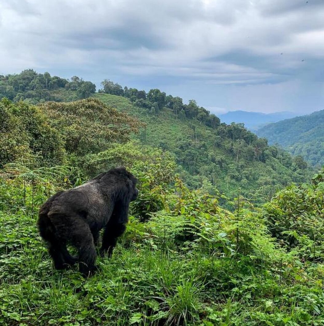 Best season for gorilla trekking