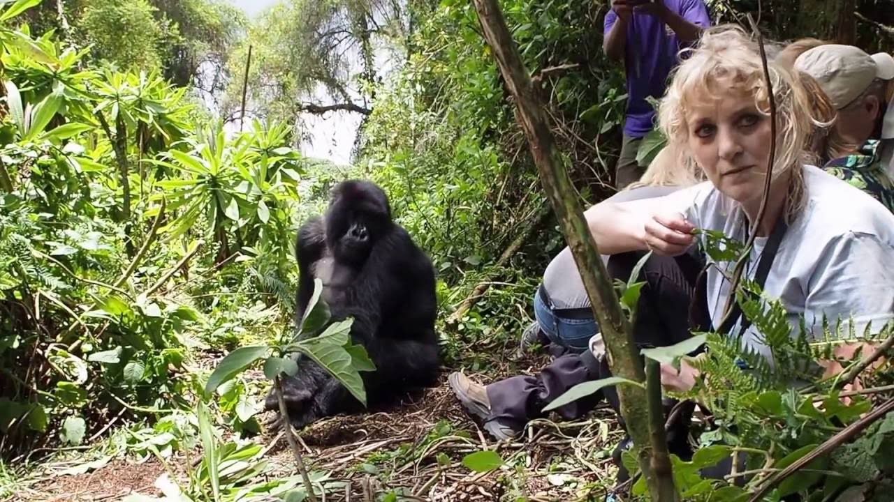 Gorilla trekking in Rwanda from USA