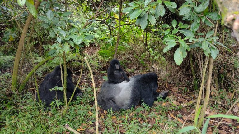 Gorilla Trekking in Nkuringo Sector
