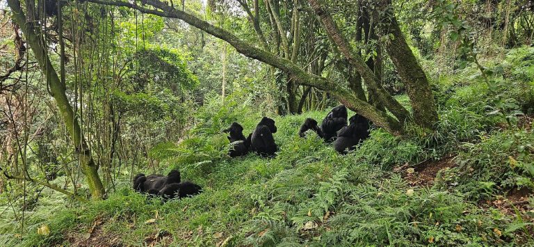 Gorilla trekking experiences