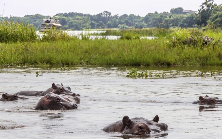Wild animals in Murchison Falls National Park