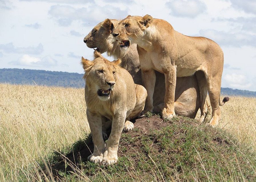 Wild animals in Kidepo valley National Park