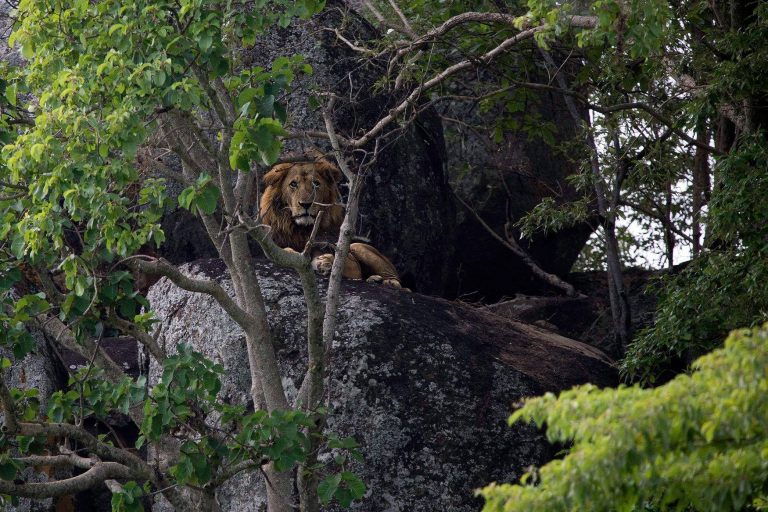 Wild animals in Kidepo Valley