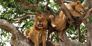 Wild Animals in Murchison Falls National Park