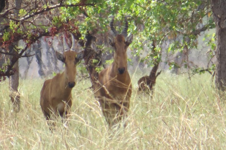 Pian Upe Wildlife Safari