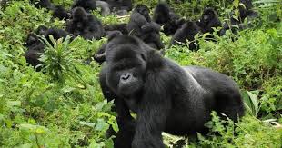 Gorilla trekking in Buhoma sector