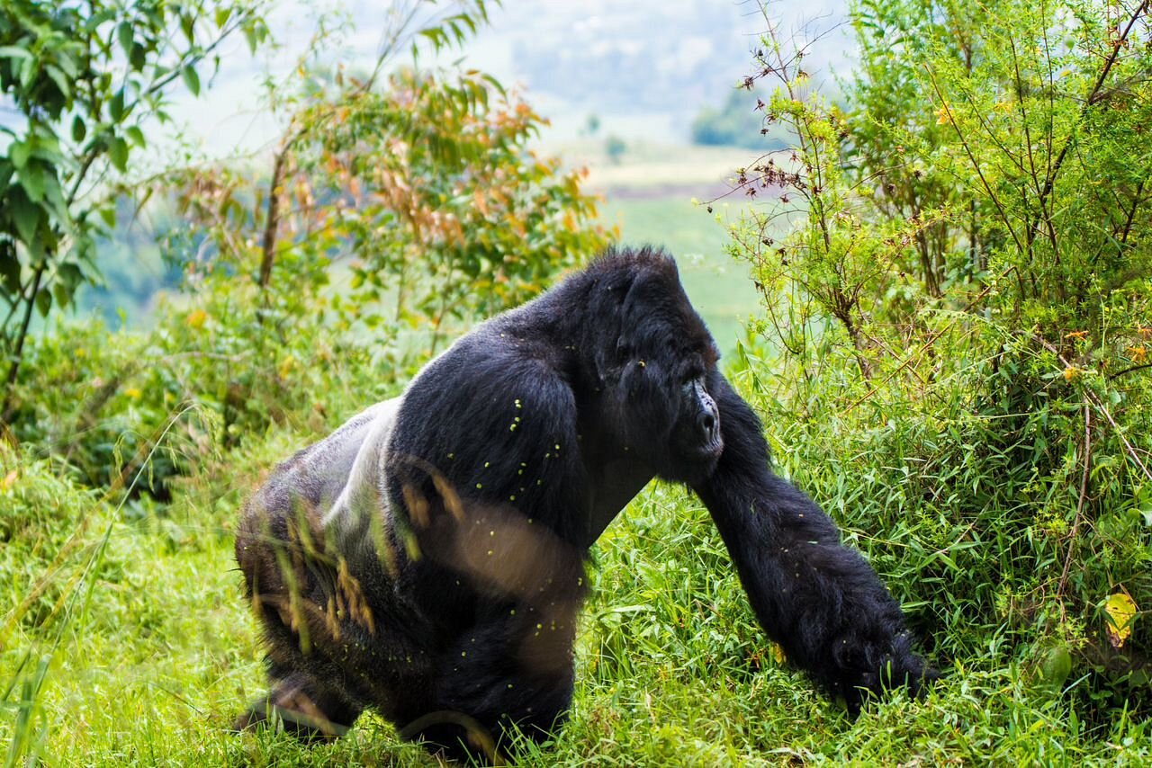 Nyakagyezi gorilla family