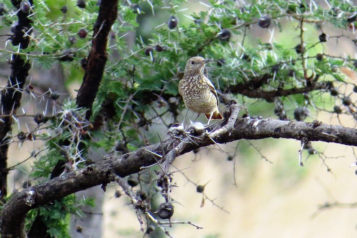 Birds in Pian Upe Wildlife Reserve
