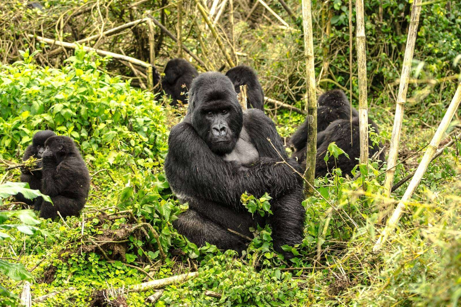 Rwanda Gorilla permits