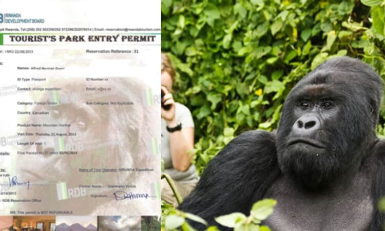 Rwanda Gorilla permits