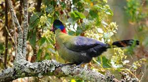 Birding Safaris in Nyungwe Forest Park