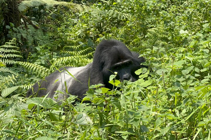 Uganda gorilla safaris from South Africa
