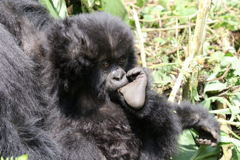 Rwanda gorilla tours from the USA