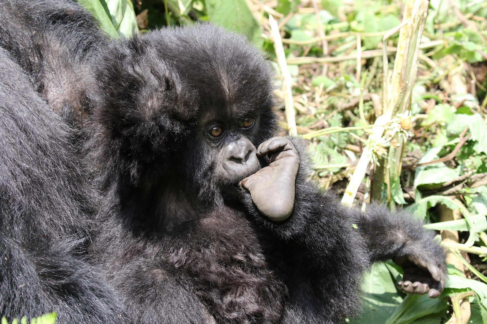 Rwanda gorilla tours from the USA