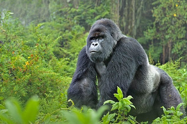 Rwanda gorilla safaris from USA