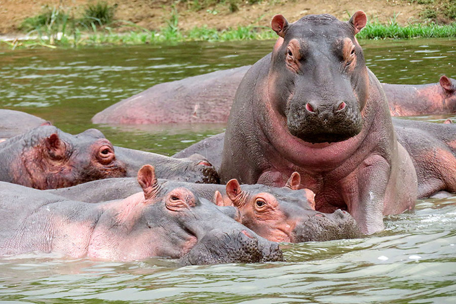 Hippos in Masai Mara National Reserve