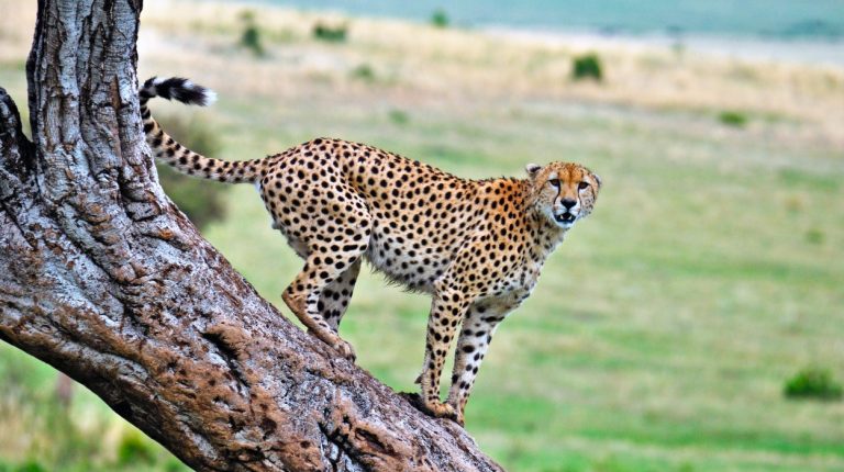 Cheetahs in Masai Mara Reserve