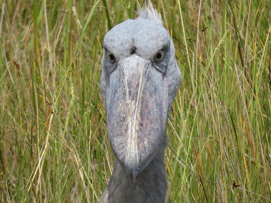 Shoebill stork in Lake Mburo