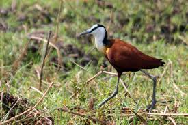 Birding Safaris in Queen Elizabeth National park