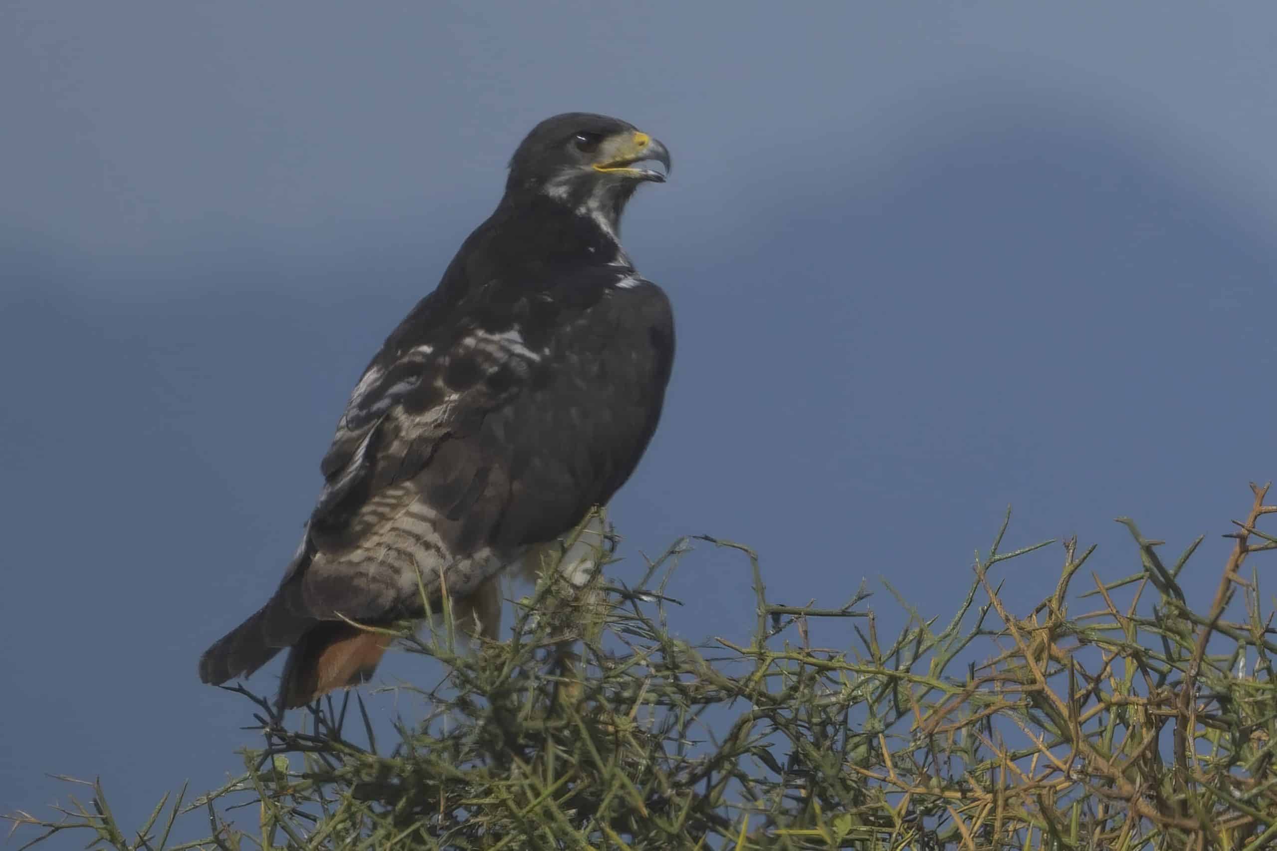 Birdlife in Queen Elizabeth National park