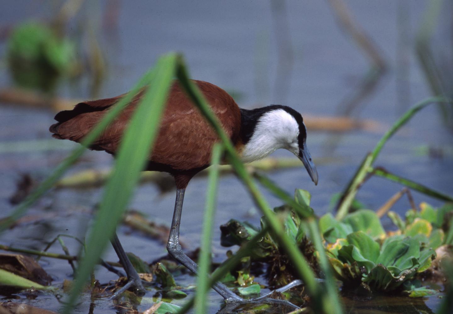 Ajai Wildlife Reserve