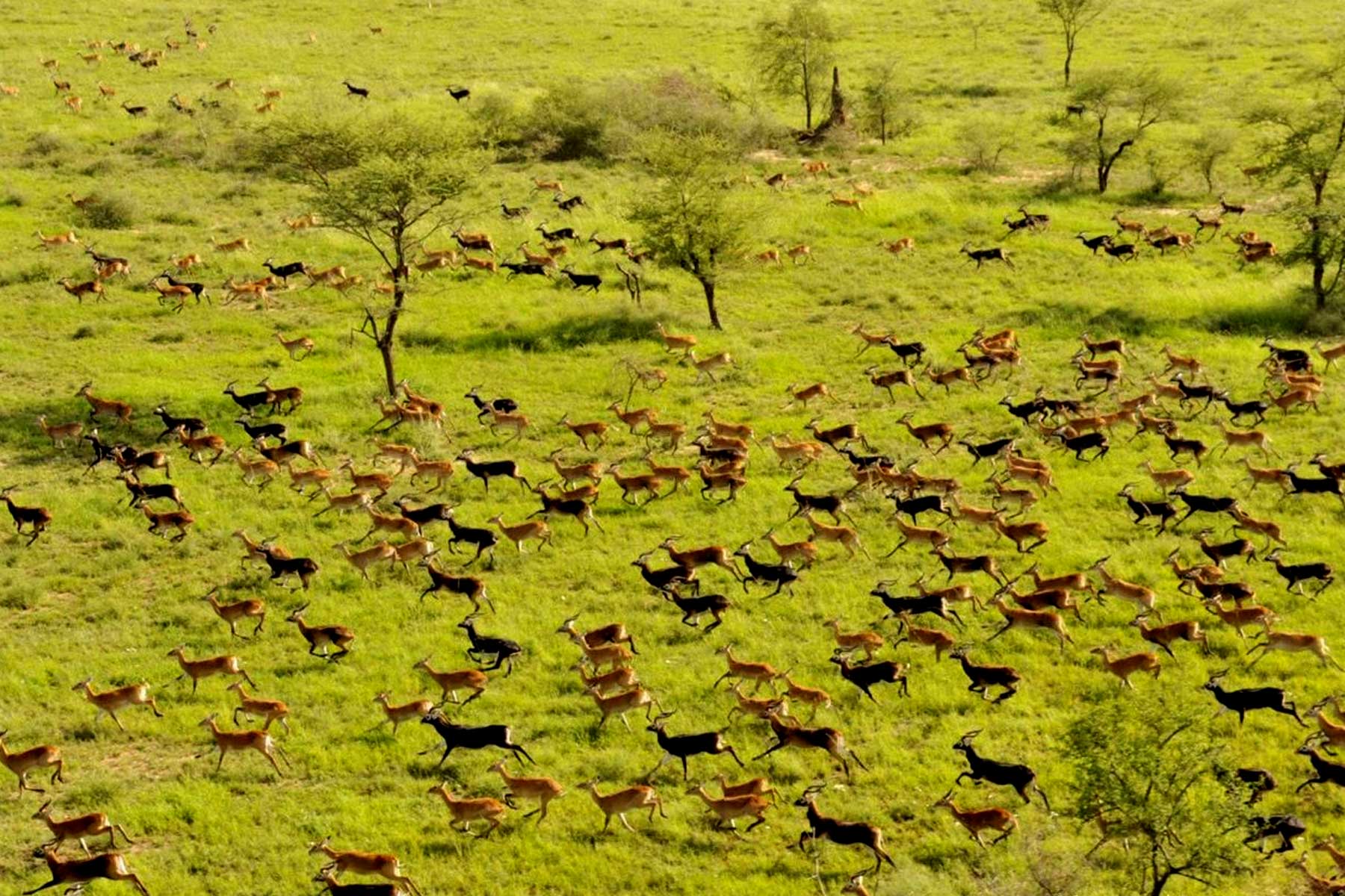 South Sudan Safaris