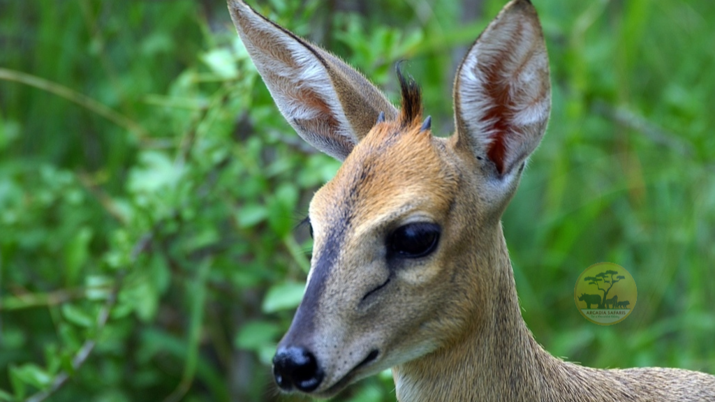 Wildlife in Queen Elizabeth National Park