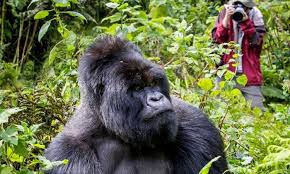 Congo gorilla safaris