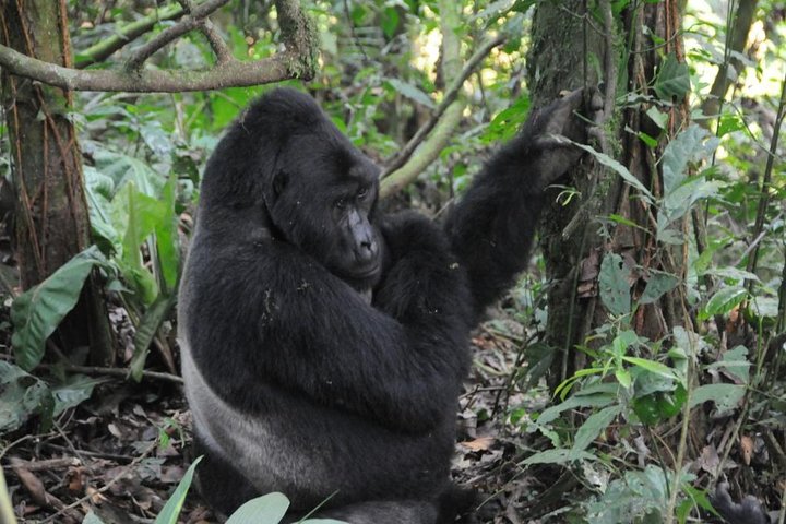 14 Days Uganda Safari