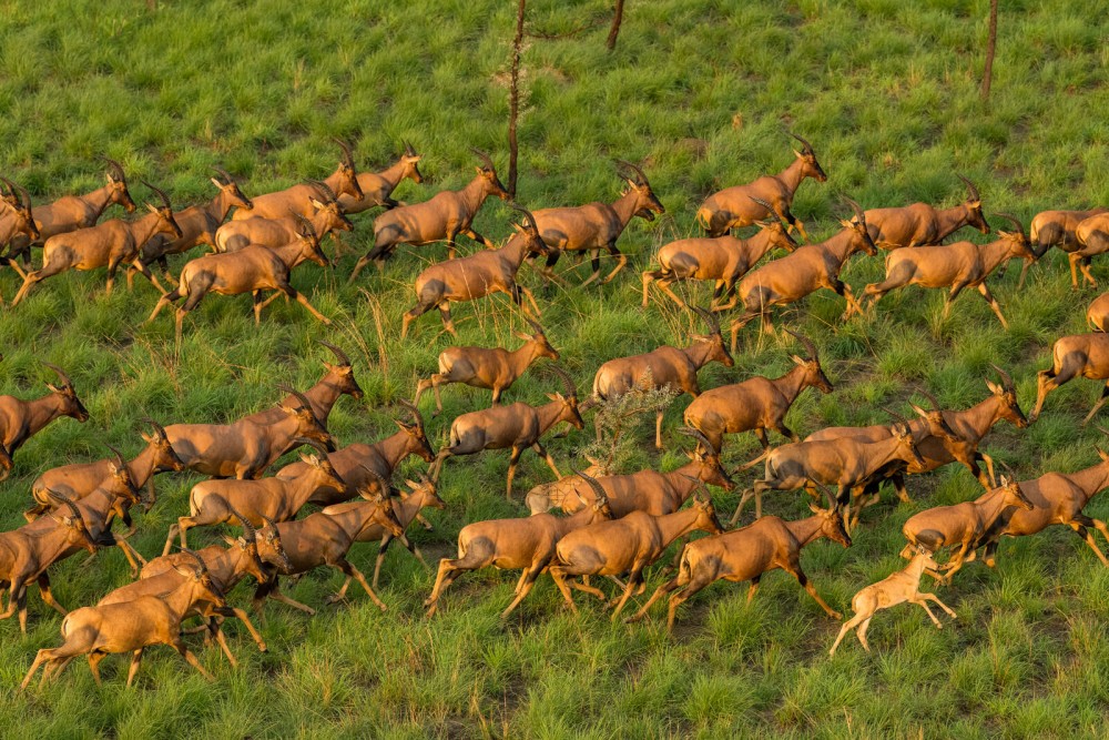South Sudan Safaris