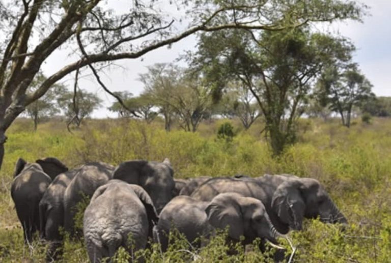Animals in Kigezi Wildlife Reserve