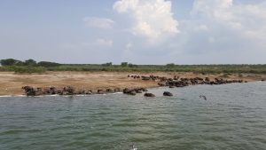 10 Days Uganda butterflies, primates and wildlife safari