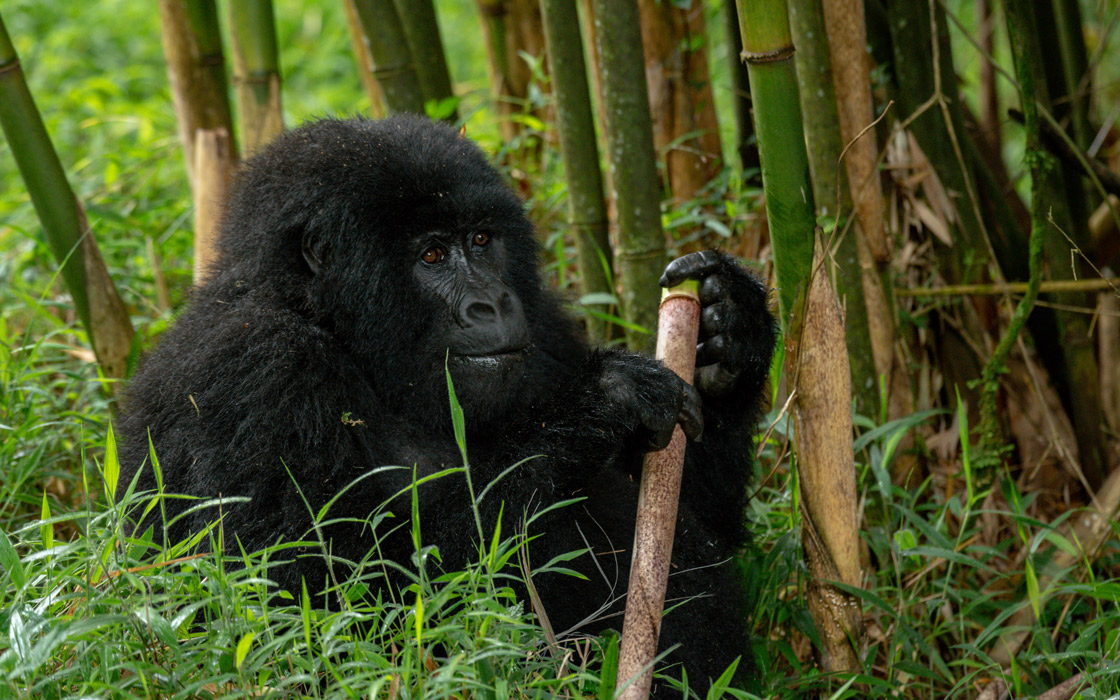 5 Days Uganda gorilla safari