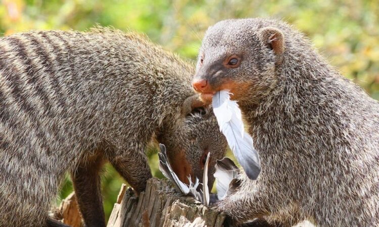 Wildlife in Queen Elizabeth National Park