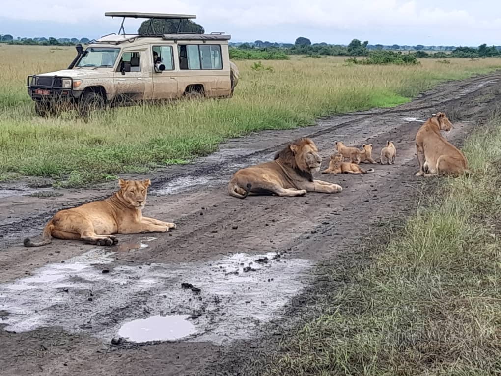 5 Days Game & Mongoose Trekking Safari