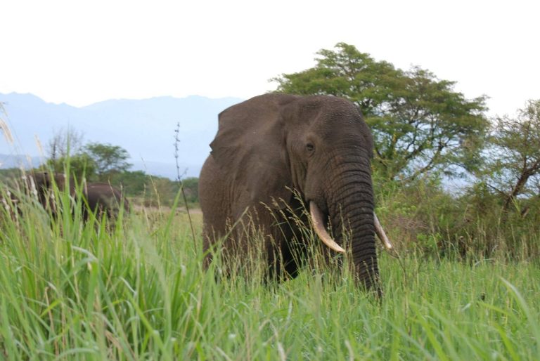 Wildlife in Queen Elizabeth National Park