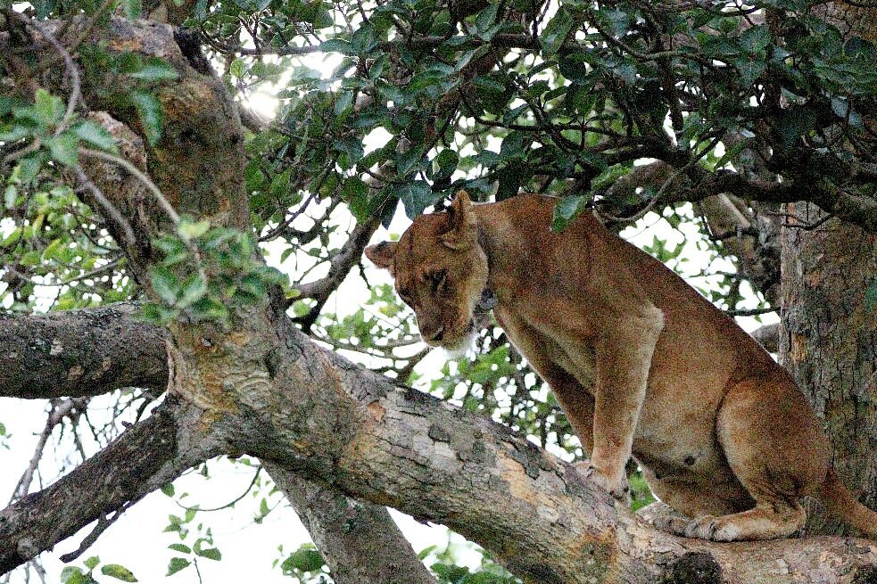 14 Days Uganda Safari