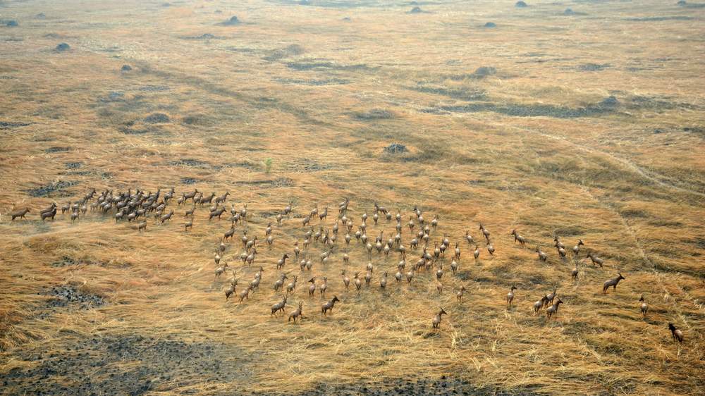 8 Days south sundan mammal migration