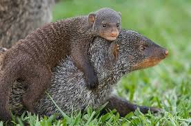 mongoose tracking Mweya Peninsula