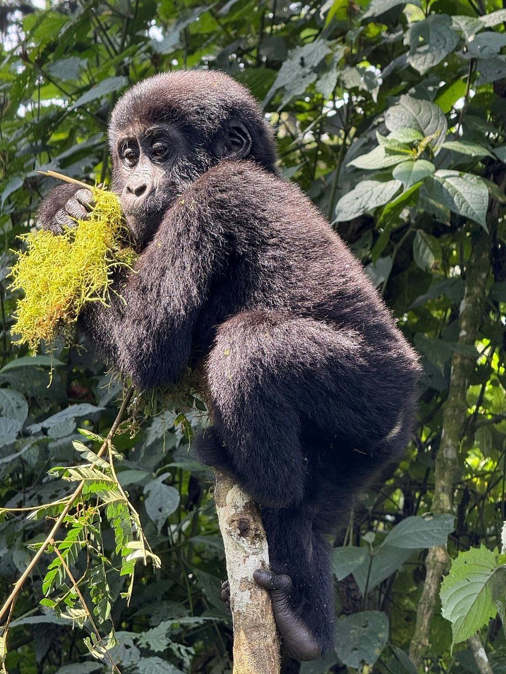 Last Minute Gorilla permits in Uganda