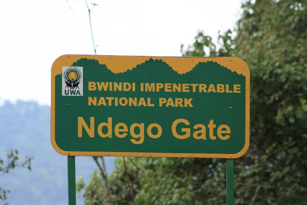 Bwindi Vs Volcanoes Gorilla Trekking